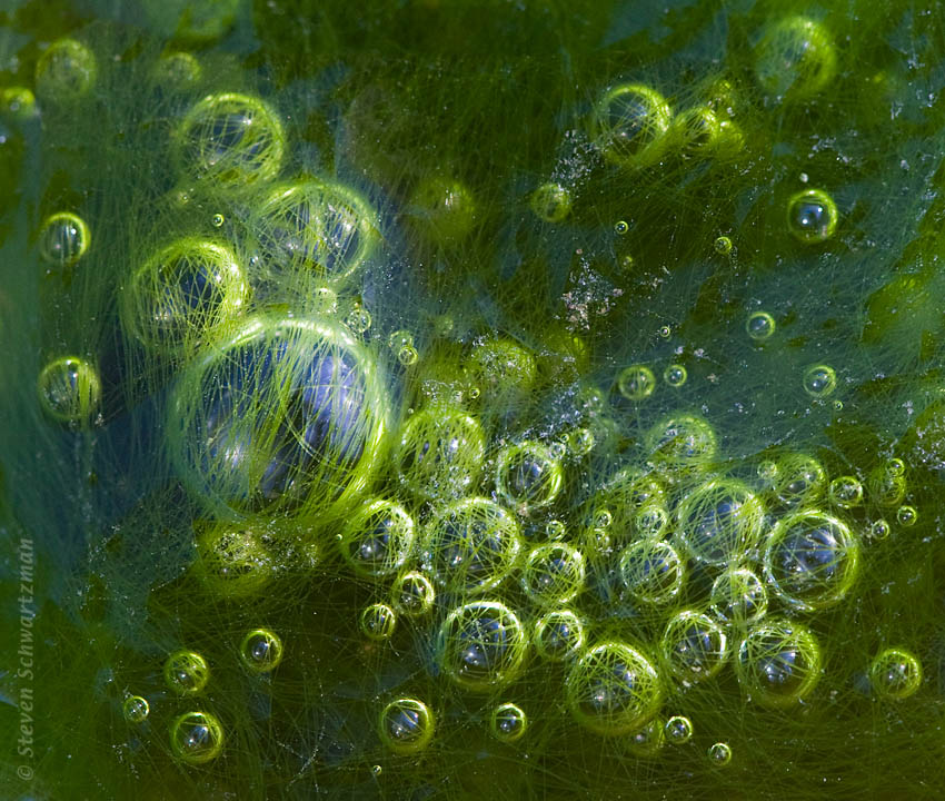 Водные растения пузырьки