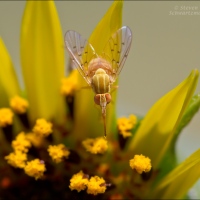 A pretty fly