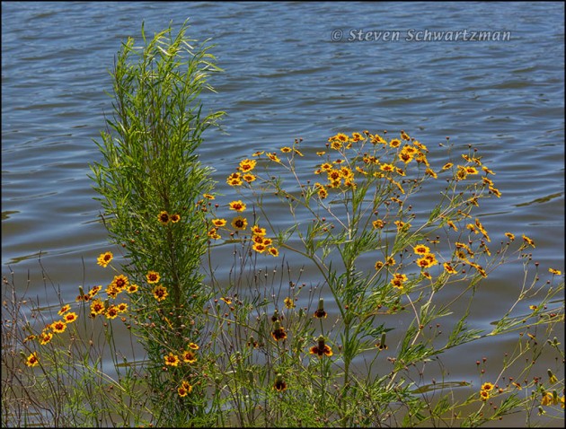 Coreopsis, Mexican Hats, Poverty Weed by Brushy Creek Lake 8479
