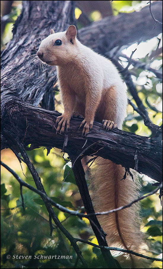 Albino Squirrel on Ashe Juniper Tree 2318A