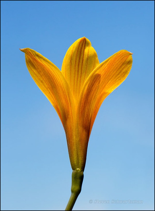 Copper Lily Flower with Pale Blue Sky 1772