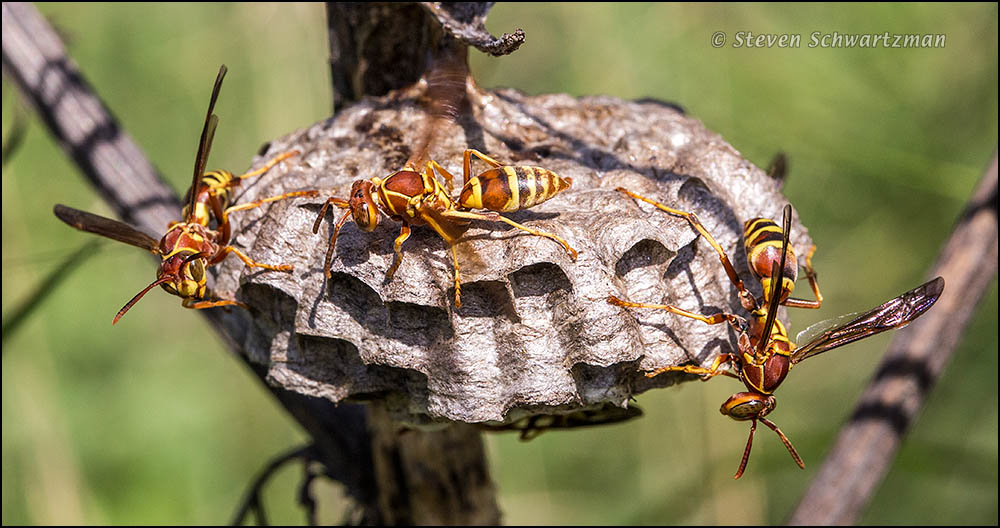 https://portraitsofwildflowers.files.wordpress.com/2013/08/paper-wasps-at-nest-on-dry-giant-ragweed-3196a.jpg