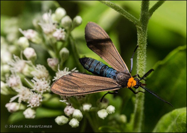 Ctenucha Moth on Eupatorium serotinum Flowers 4340