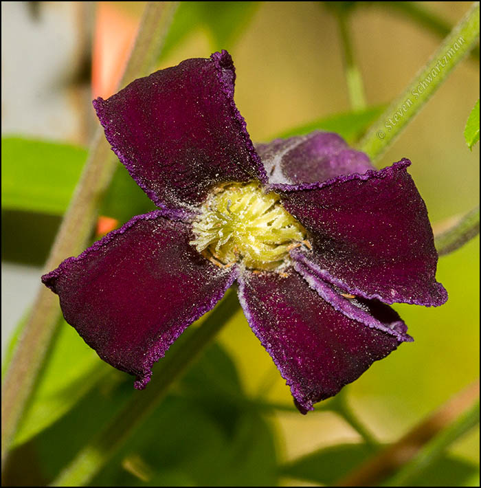 Purple Leatherflower Flower from Below 0749
