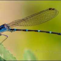 A small but colorful damselfly