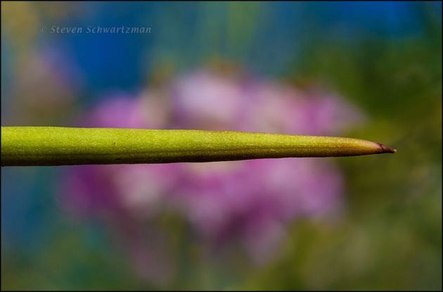 Desert Willow Green Pod by Flowers 5472