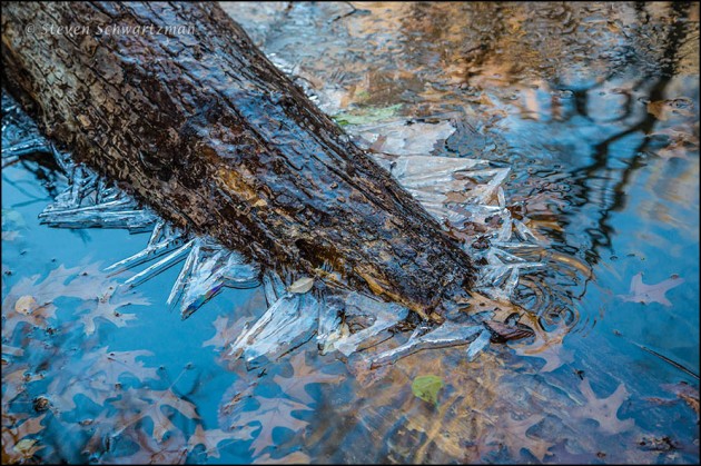 Ice Forming on Tree Fallen in Creek 9226