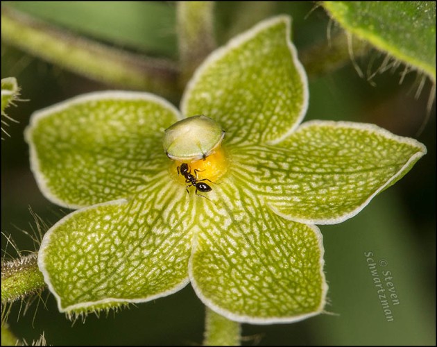 Ant on Pearl Milkweed Flower 5952