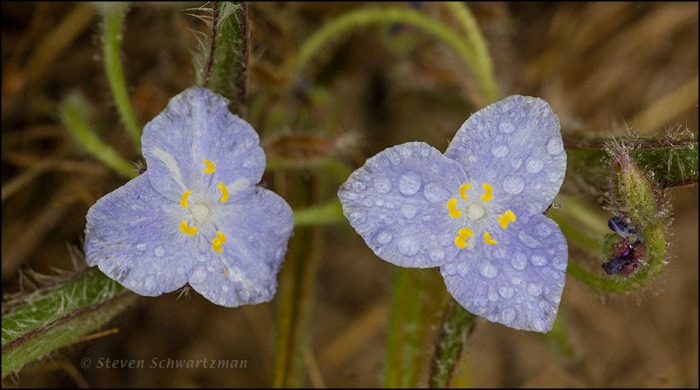 Tradescantia subacaulis Flowers with Raindrops 1630