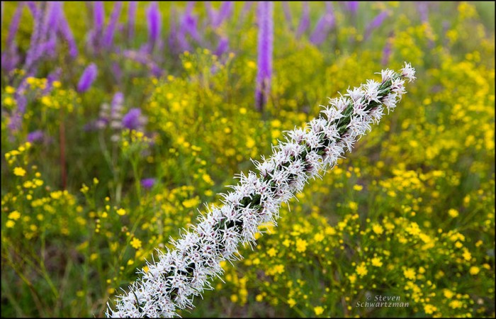 White Liatris Flower Spike by Broomweed Flowers 4733