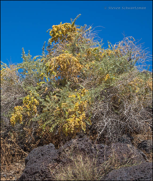 Four-Wing Saltbush with Seeds 0361