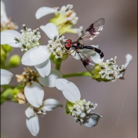 Hover fly on frostweed flowers
