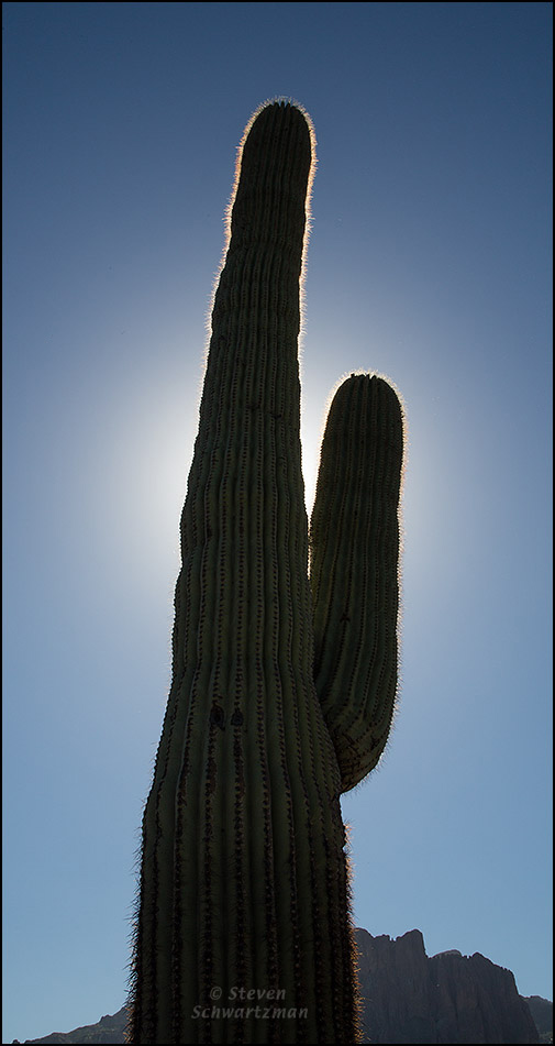 Saguaro Cactus Backlit 1796