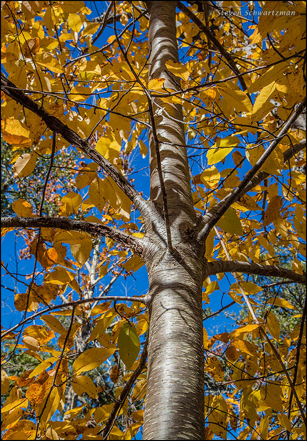 Escarpment Black Cherry Trunk and Yellow Leaves 9509