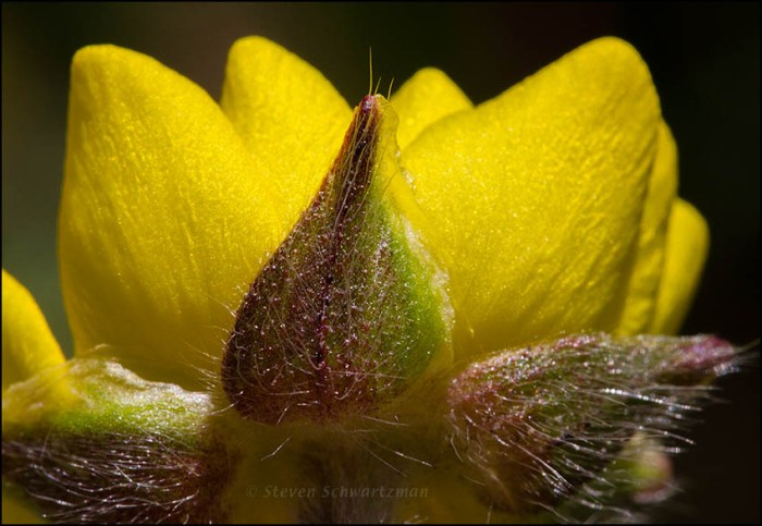 Large Buttercup Flower Opening from Side 2215