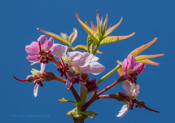 Mexican Buckeye Flowers and New Leaves 0753