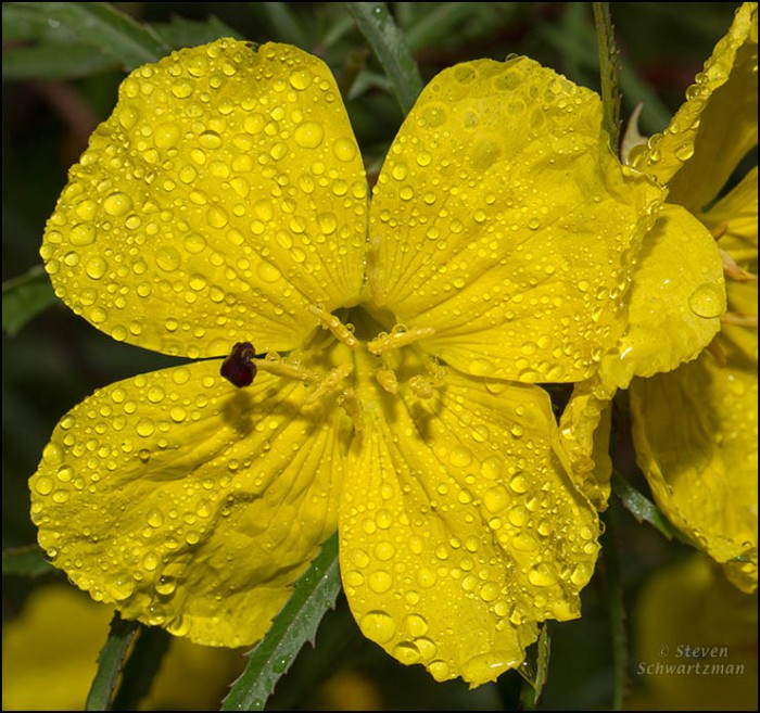Square-Bud Primrose Flowers with Raindrops 8750