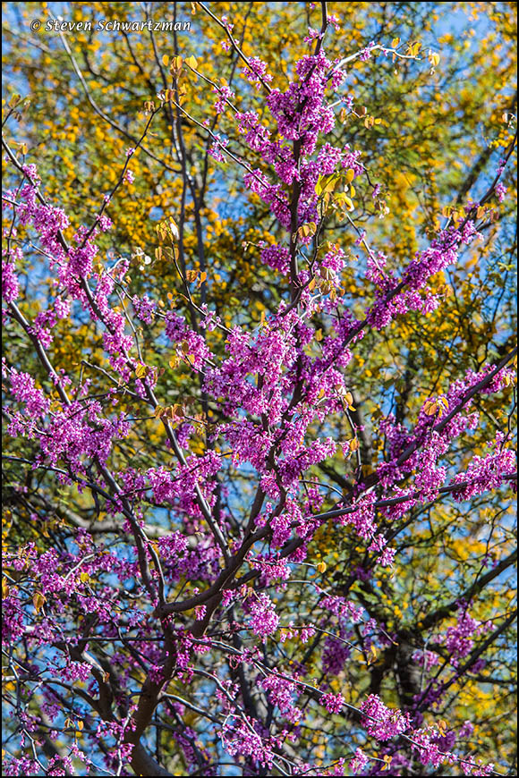 Redbud Tree Blossoming by Huisache 9900