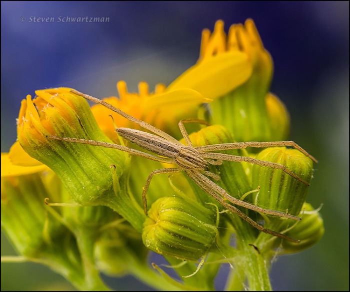 Spider on Texas Groundsel by Bluebonnets 1983