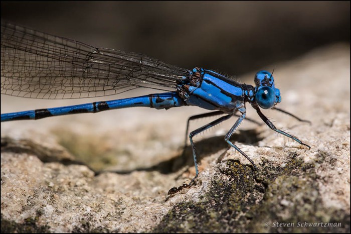 Aztec Dancer Damselfly with Ant 9632