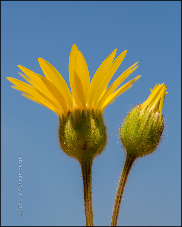 Chrysopsis pilosa Flower Head and Bud 5694