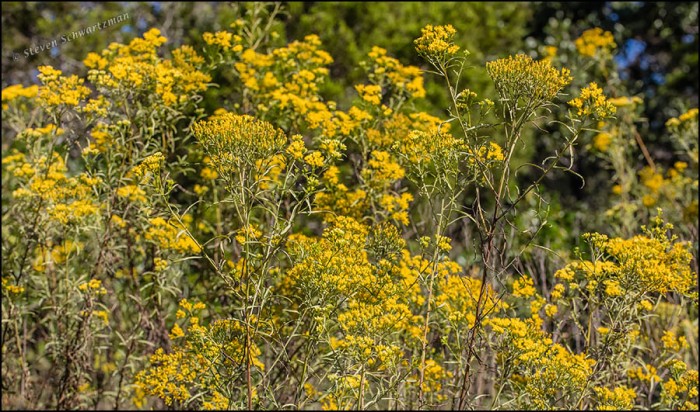October: flowers of tatalencho (Gymnosperma glutinosum) at Wild Basin Wilderness Preserve in Austin, Texas.