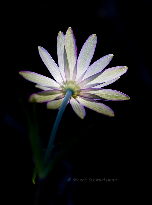 Anemone Flower from Below 7085