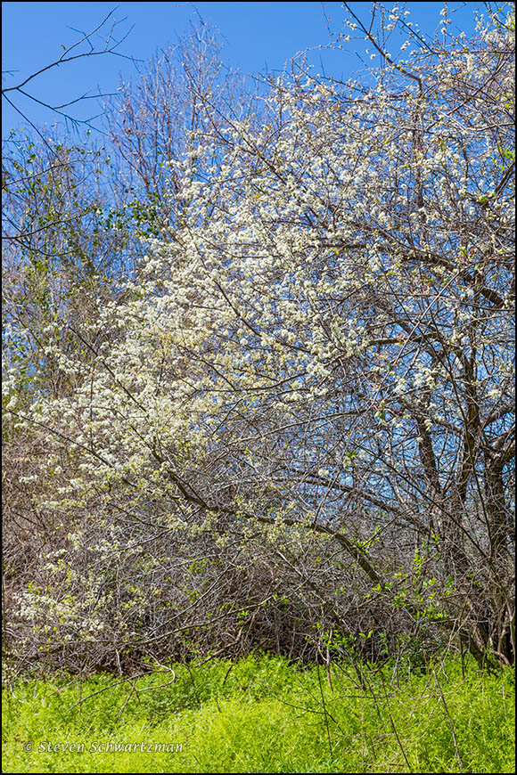 Mexican Plum Tree Blossoming Above Vegetation 7172