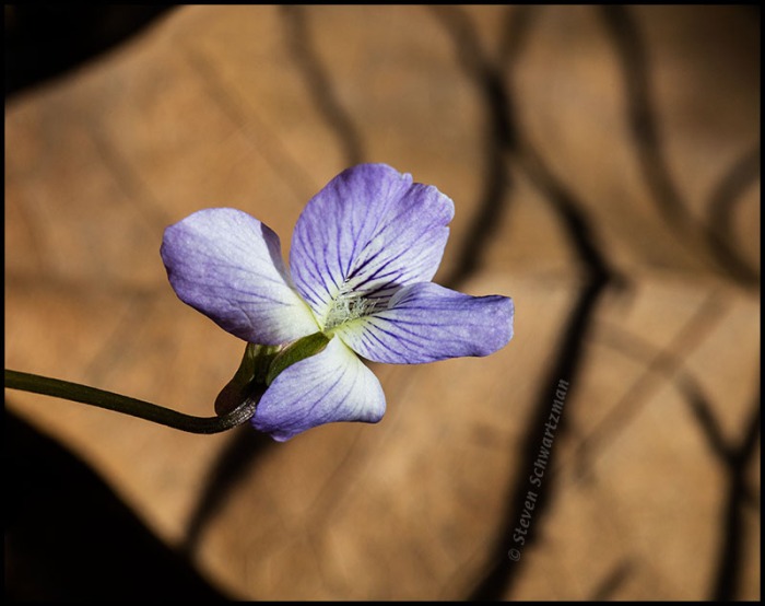 Missouri Violet Flower by Dry Sycamore Leaf 6812