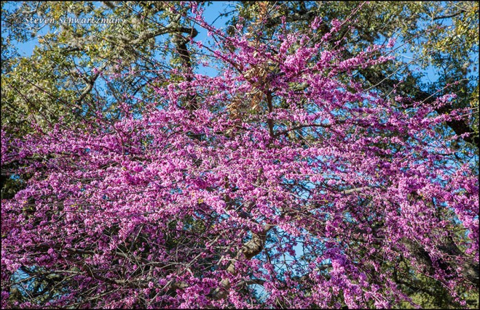 Redbud Blossoming Beneath Large Live Oak 5442