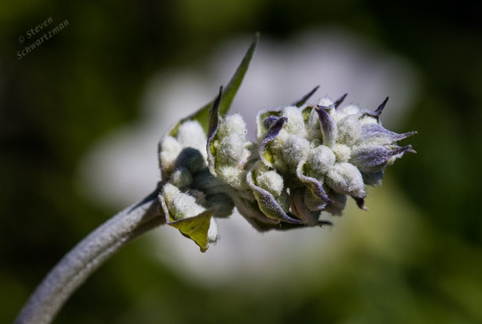Mealy Blue Sage Buds by Winecup lineariloba 9902
