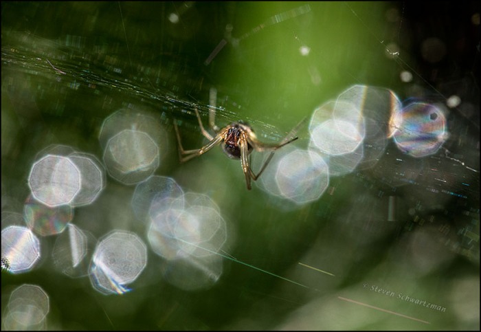 Spider and Nonagons of Light 8737