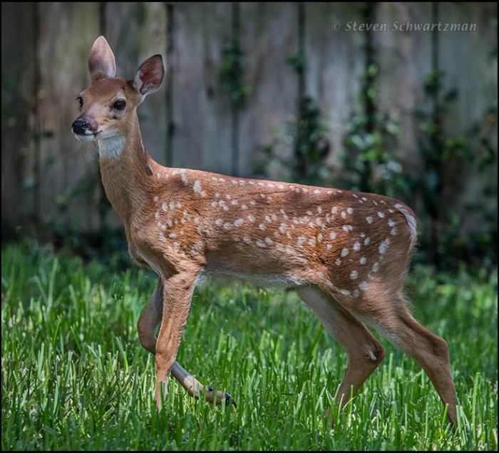 White-Tailed Deer Fawn 9883