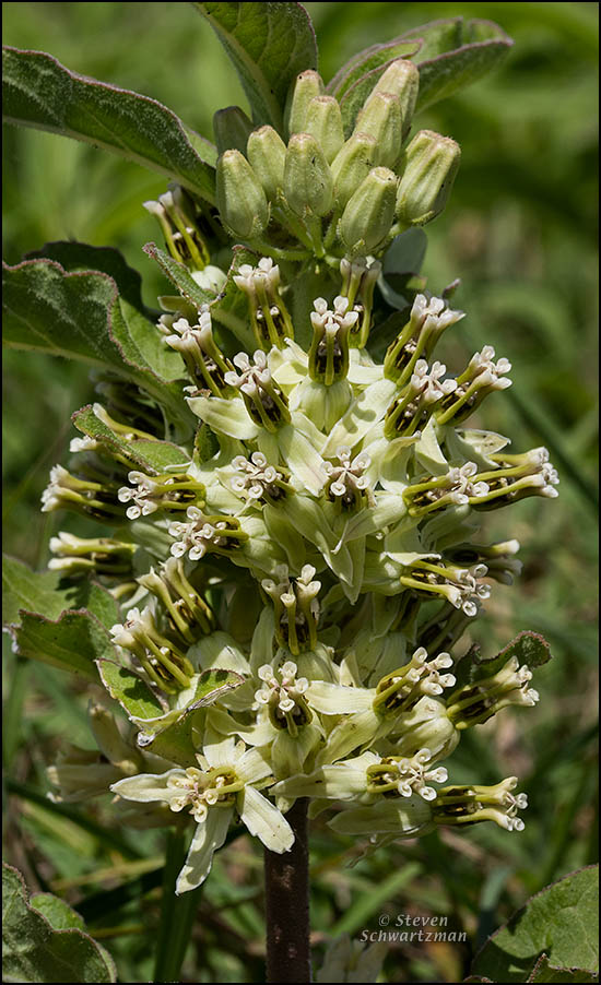 hierba-de-zizotes-flowering-9517