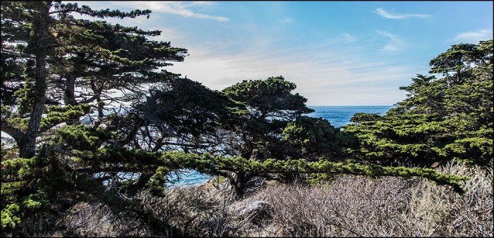 cypress-tree-with-long-horizontal-branch-9922