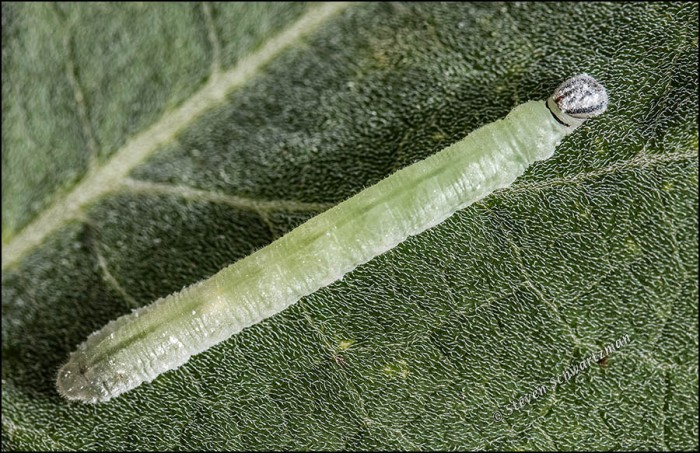 green-larva-on-buffalo-gourd-leaf-1421