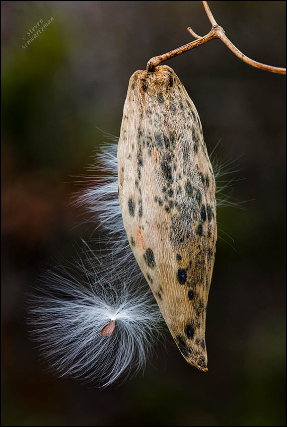 pearl-milkweed-pod-and-seed-5349
