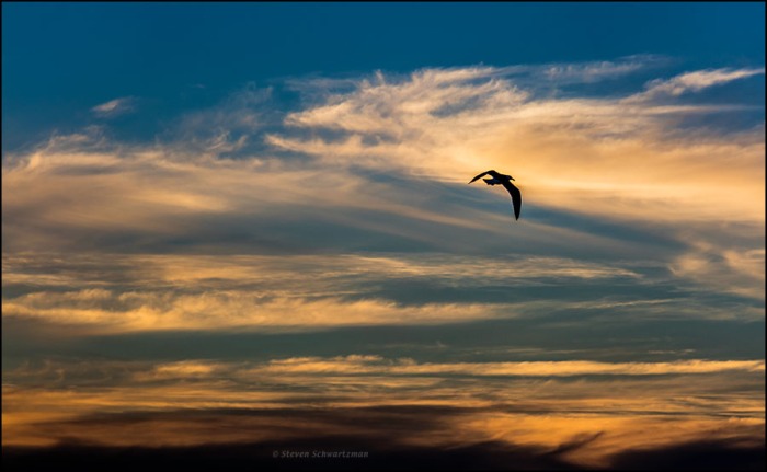 western-gull-at-pacific-ocean-sunset-0272