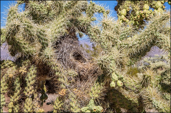 cactus-wren-nest-in-cholla-cactus-2471